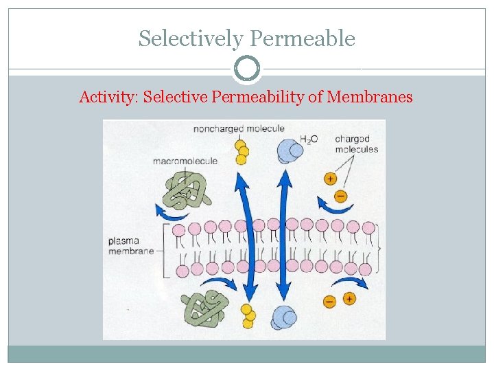 Selectively Permeable Activity: Selective Permeability of Membranes 