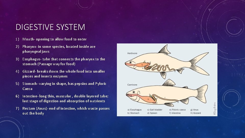 DIGESTIVE SYSTEM 1) Mouth- opening to allow food to enter 2) Pharynx- in some