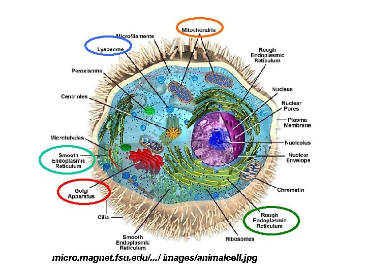 micro. magnet. fsu. edu/. . . / images/animalcell. jpg 