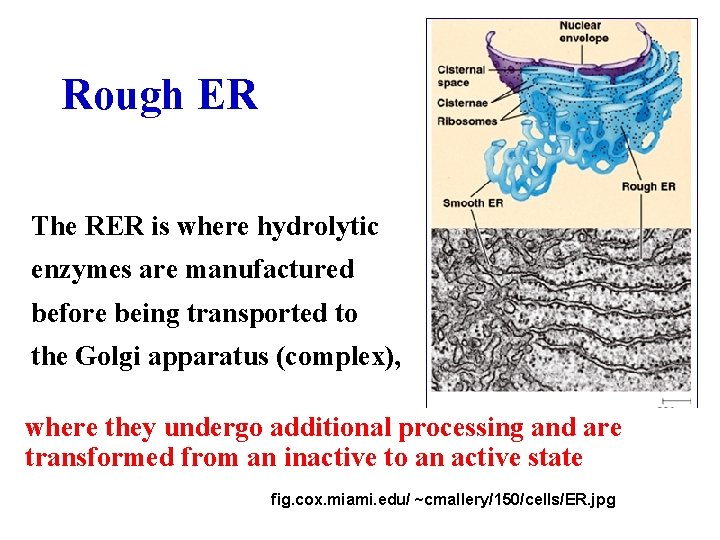 Rough ER The RER is where hydrolytic enzymes are manufactured before being transported to