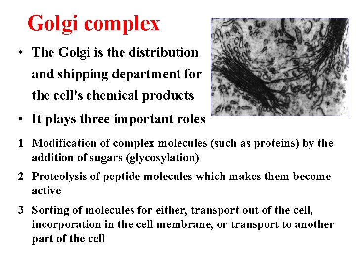 Golgi complex • The Golgi is the distribution and shipping department for the cell's