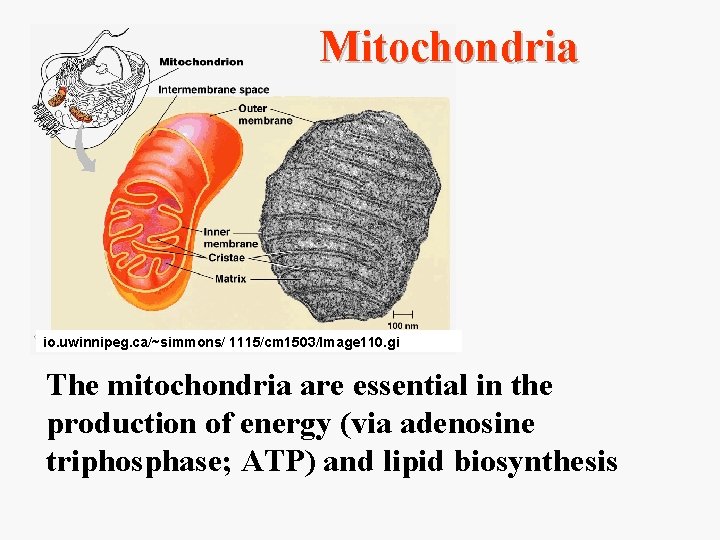 Mitochondria io. uwinnipeg. ca/~simmons/ 1115/cm 1503/Image 110. gi The mitochondria are essential in the