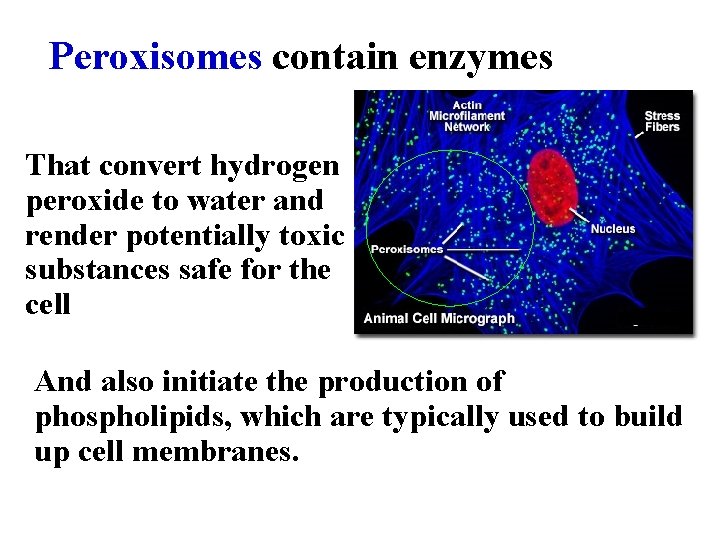 Peroxisomes contain enzymes That convert hydrogen peroxide to water and render potentially toxic substances