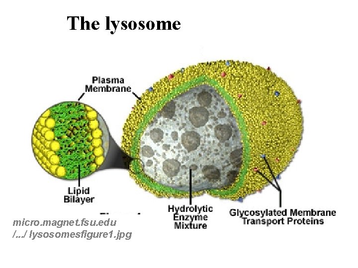 The lysosome micro. magnet. fsu. edu /. . . / lysosomesfigure 1. jpg 