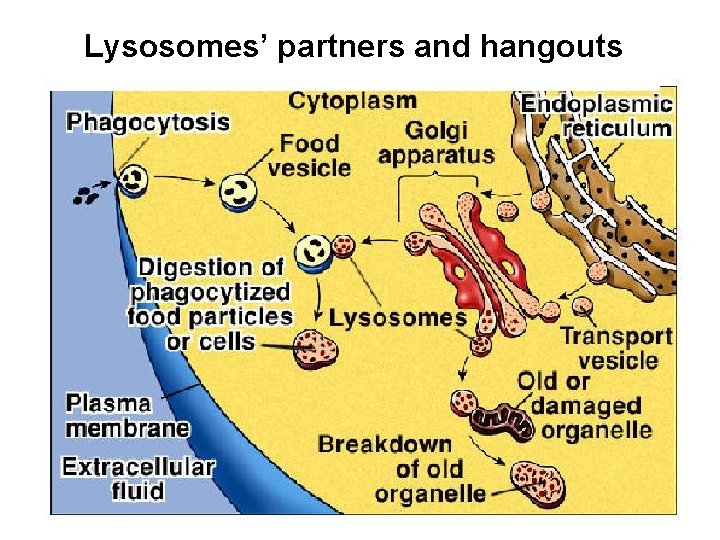 Lysosomes’ partners and hangouts 