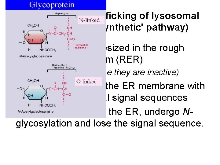 Synthesis and trafficking of lysosomal enzymes (the 'synthetic' pathway) • Glycoproteins synthesized in the