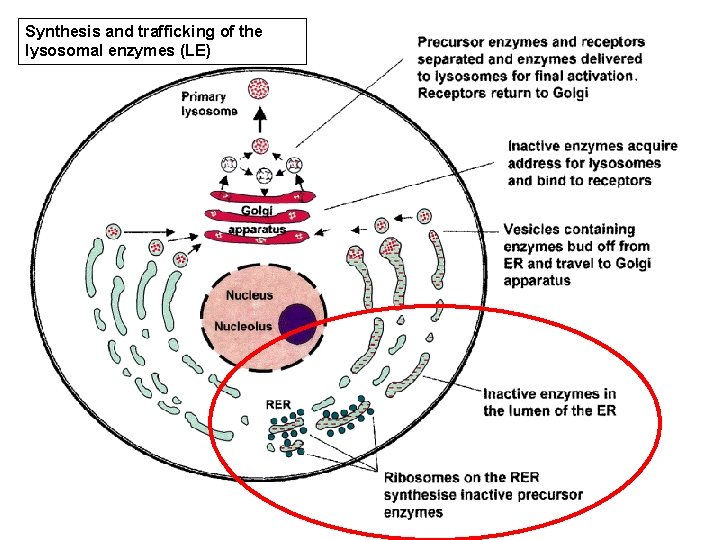 Synthesis and trafficking of the lysosomal enzymes (LE) 