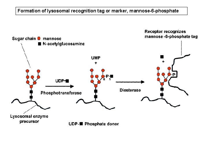Formation of lysosomal recognition tag or marker, mannose-6 -phosphate 