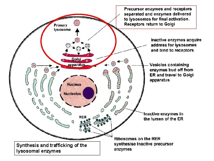 Synthesis and trafficking of the lysosomal enzymes 