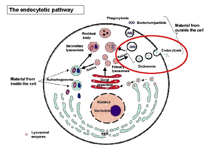 The endocytotic pathway 