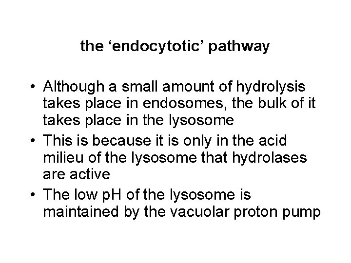 the ‘endocytotic’ pathway • Although a small amount of hydrolysis takes place in endosomes,