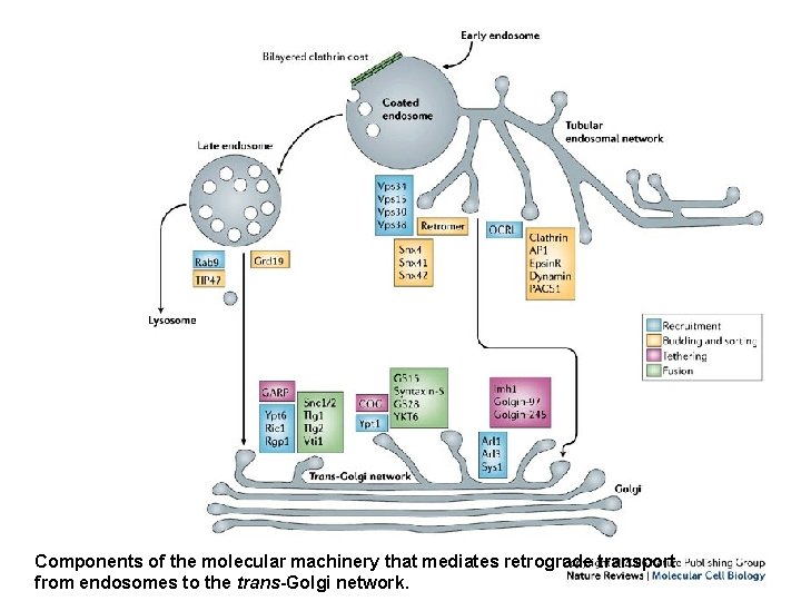 Components of the molecular machinery that mediates retrograde transport from endosomes to the trans-Golgi