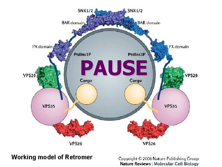 PAUSE Working model of Retromer 