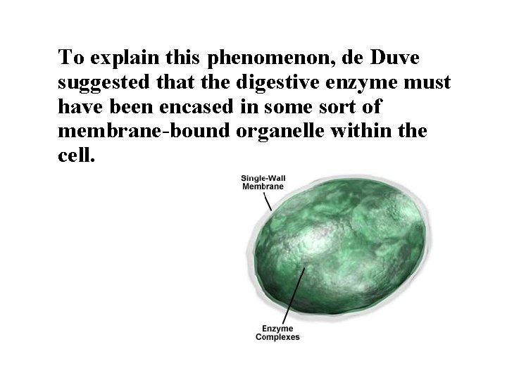 To explain this phenomenon, de Duve suggested that the digestive enzyme must have been