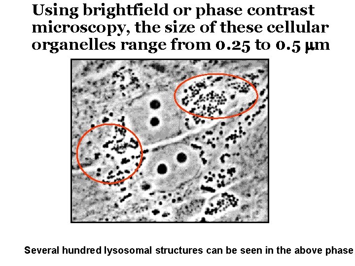 Using brightfield or phase contrast microscopy, the size of these cellular organelles range from