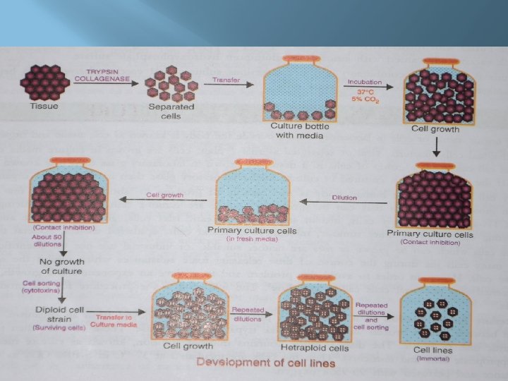 A tumor tissue represents a transformed cell line. The most famous and the oldest