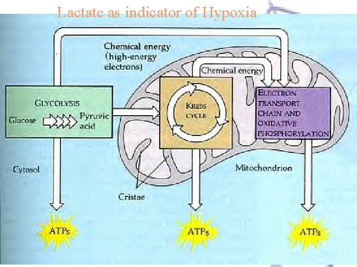 Lactate as indicator of Hypoxia 