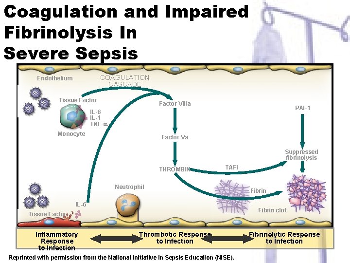 Coagulation and Impaired Fibrinolysis In Severe Sepsis COAGULATION CASCADE Endothelium Tissue Factor VIIIa PAI-1