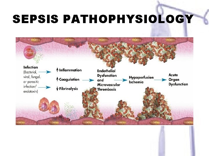 SEPSIS PATHOPHYSIOLOGY 