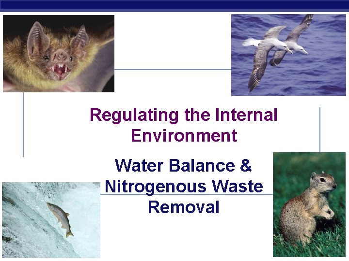 Regulating the Internal Environment Water Balance & Nitrogenous Waste Removal AP Biology 2006 -2007