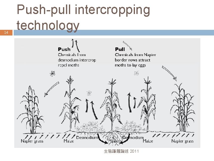 14 Push-pull intercropping technology 生態議題論述 2011 