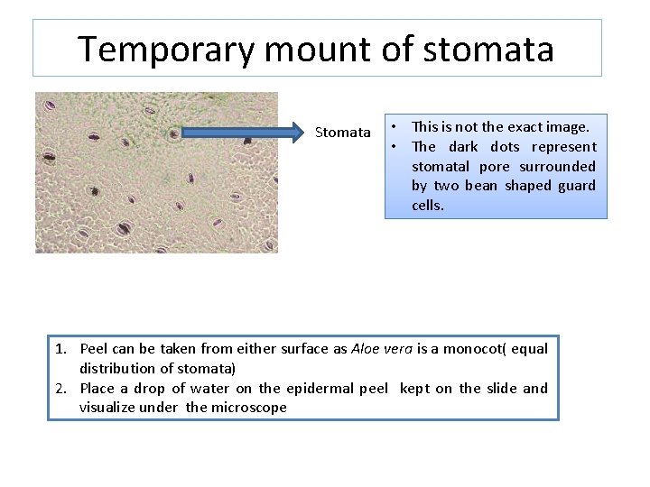 Temporary mount of stomata Stomata • This is not the exact image. • The