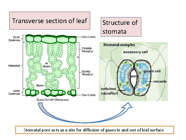 Transverse section of leaf Structure of stomata Stomatal pore acts as a site for