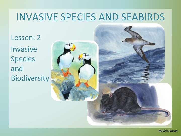 INVASIVE SPECIES AND SEABIRDS Lesson: 2 Invasive Species and Biodiversity ©Ram Papish 
