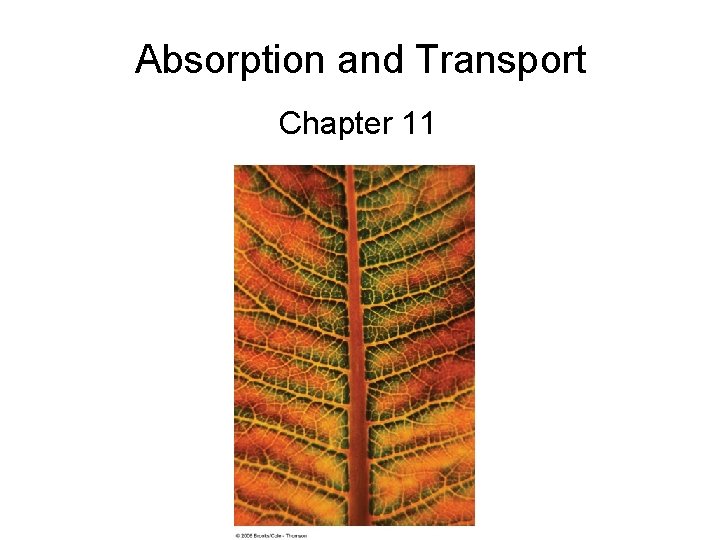 Absorption and Transport Chapter 11 