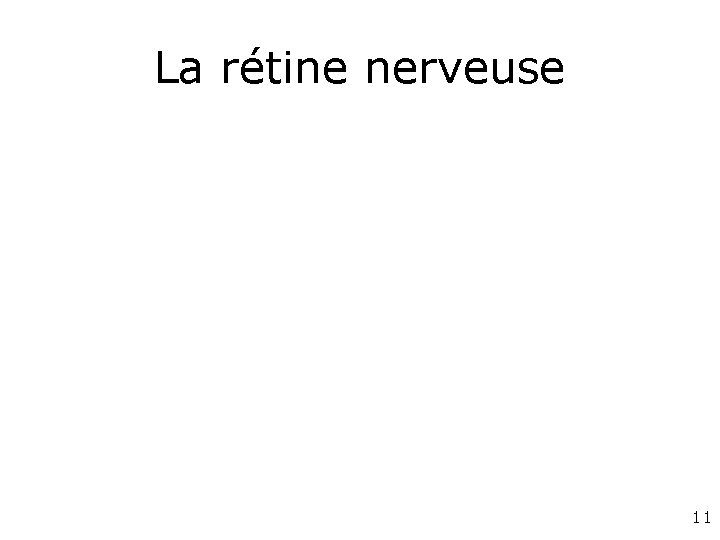 La rétine nerveuse 11 