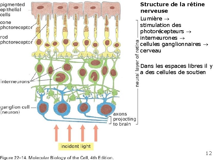  • Structure de la rétine nerveuse • Lumière stimulation des photorécepteurs interneurones cellules