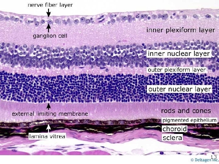 Coupe histologique de rétine 13 