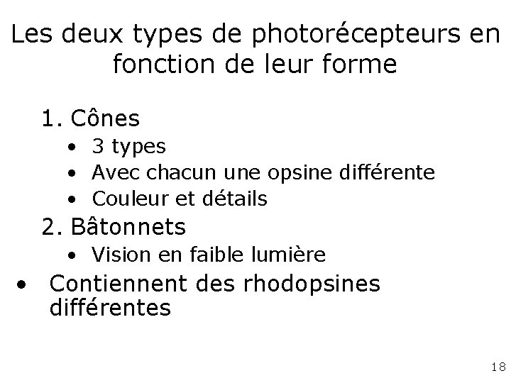 Les deux types de photorécepteurs en fonction de leur forme 1. Cônes • 3