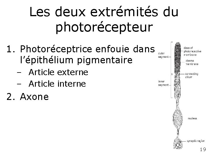 Les deux extrémités du photorécepteur 1. Photoréceptrice enfouie dans l’épithélium pigmentaire – Article externe