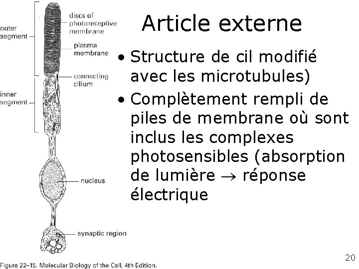 Article externe • Structure de cil modifié avec les microtubules) • Complètement rempli de