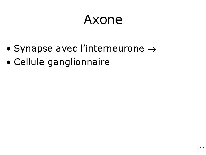 Axone • Synapse avec l’interneurone • Cellule ganglionnaire 22 