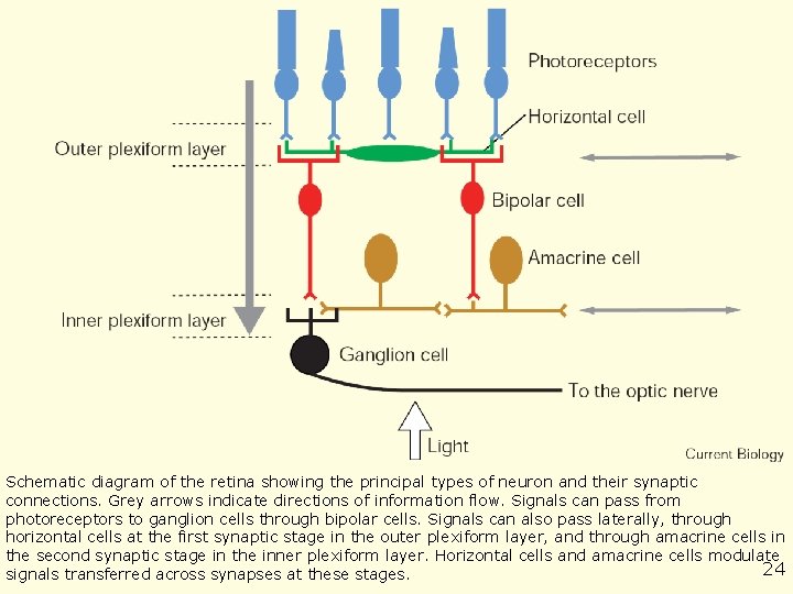 Neves G, Lagnado L. The retina. Curr Biol. 1999 Sep 23; 9(18): R 674