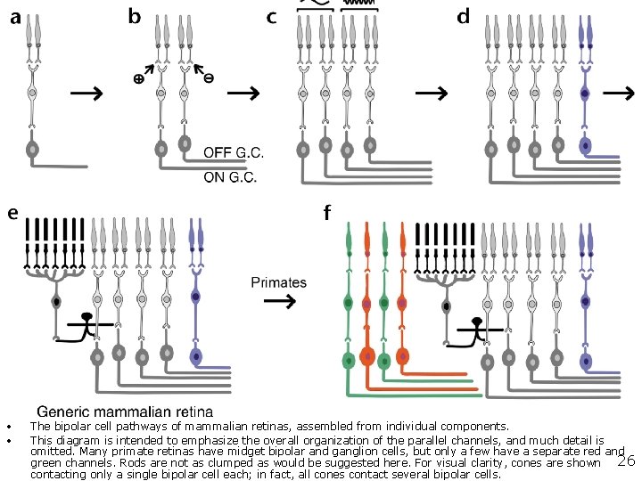 Richard H. Masland Nature Neuroscience 4, 877 - 886 (2001) The fundamental plan of