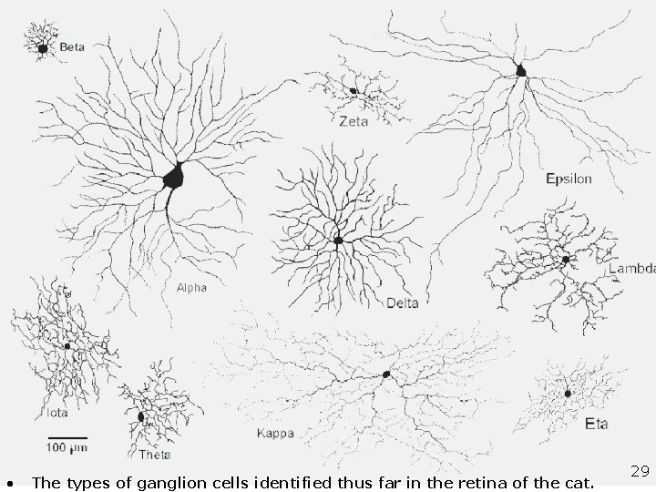 Richard H. Masland Nature Neuroscience 4, 877 - 886 (2001) The fundamental plan of