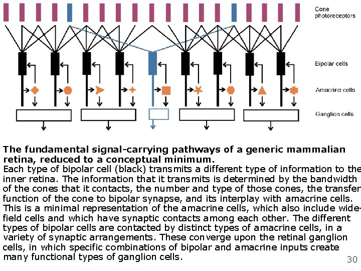 Richard H. Masland Nature Neuroscience 4, 877 - 886 (2001) The fundamental plan of