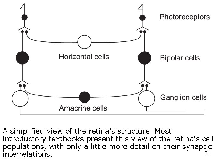 Richard H. Masland Elio Raviola Annual Review of Neuroscience Vol. 23: 249 -284 Confronting