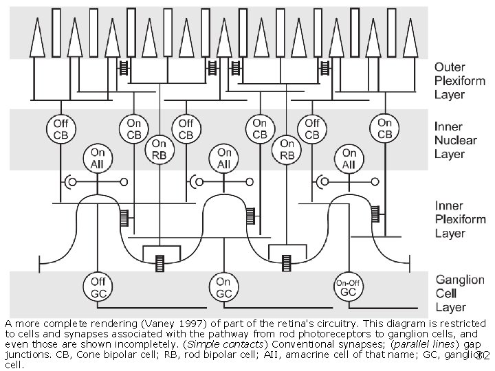 Richard H. Masland Elio Raviola Annual Review of Neuroscience Vol. 23: 249 -284 Confronting