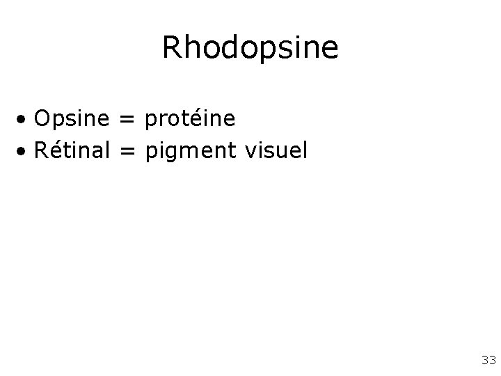 Rhodopsine • Opsine = protéine • Rétinal = pigment visuel 33 