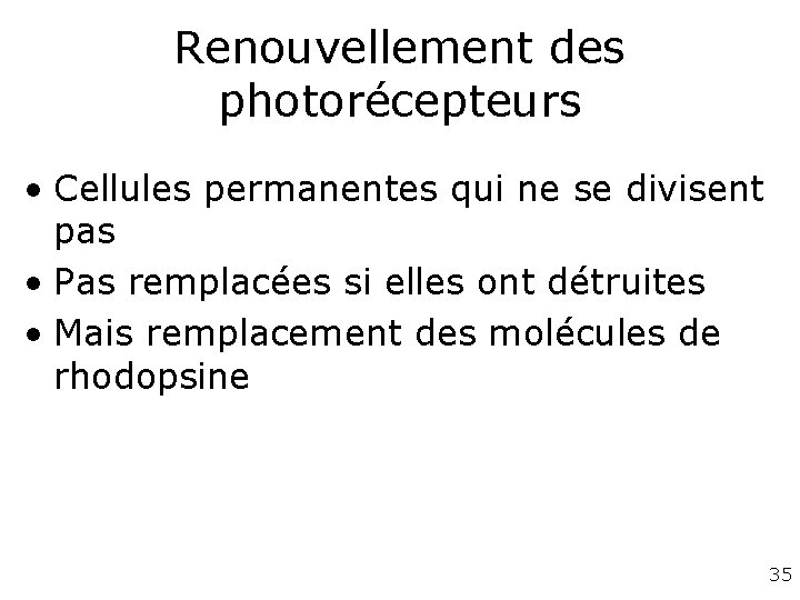 Renouvellement des photorécepteurs • Cellules permanentes qui ne se divisent pas • Pas remplacées