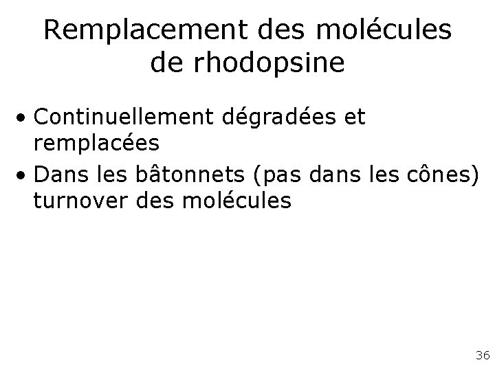 Remplacement des molécules de rhodopsine • Continuellement dégradées et remplacées • Dans les bâtonnets