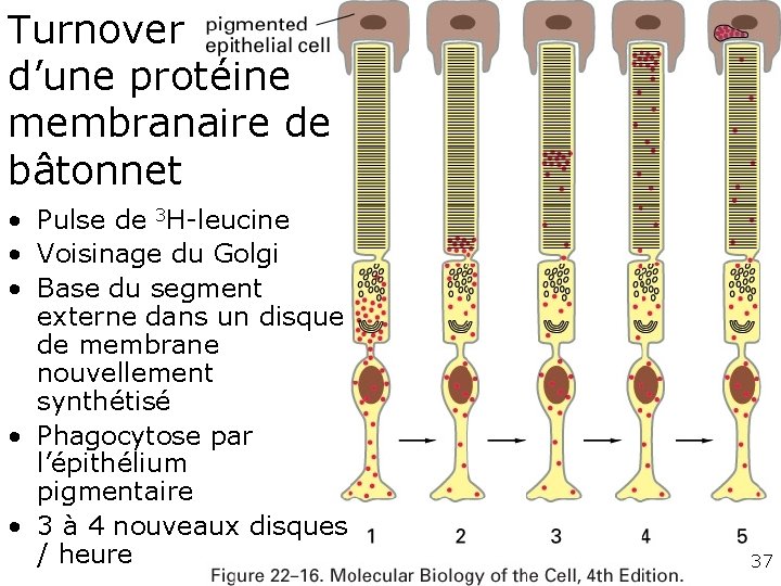 Turnover d’une protéine membranaire de bâtonnet • Pulse de 3 H-leucine • Voisinage du