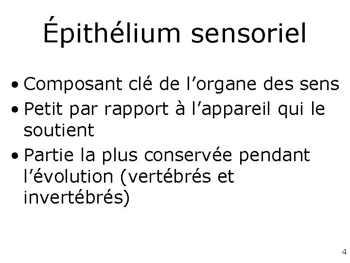 Épithélium sensoriel • Composant clé de l’organe des sens • Petit par rapport à