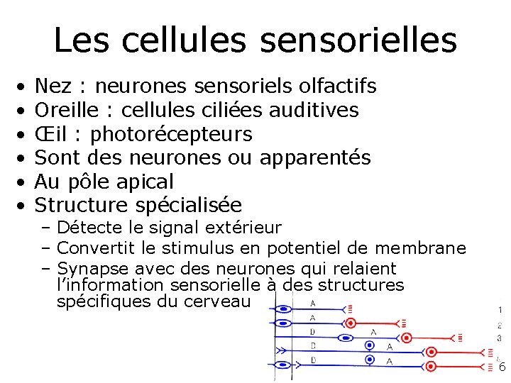 Les cellules sensorielles • • • Nez : neurones sensoriels olfactifs Oreille : cellules