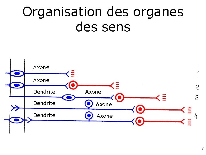 Organisation des organes des sens Axone Dendrite Axone 7 