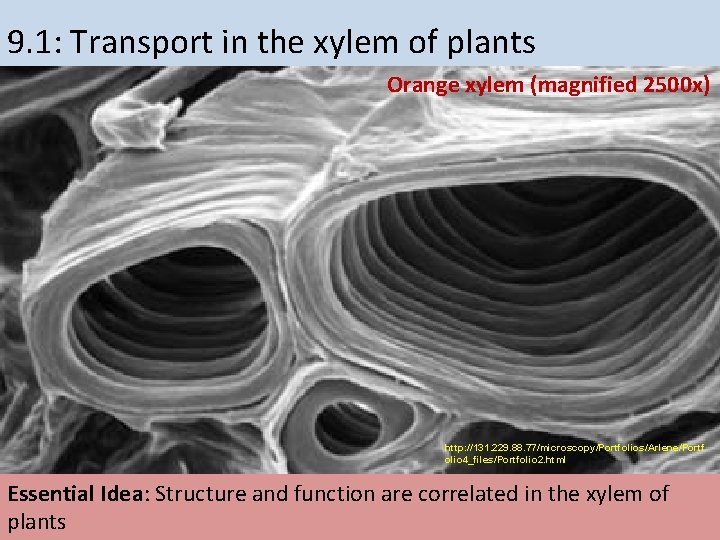 9. 1: Transport in the xylem of plants Orange xylem (magnified 2500 x) http: 9. 1: Transport in the xylem of plants Orange xylem (magnified 2500 x) http:
